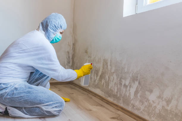 Black mold inspection in Coats